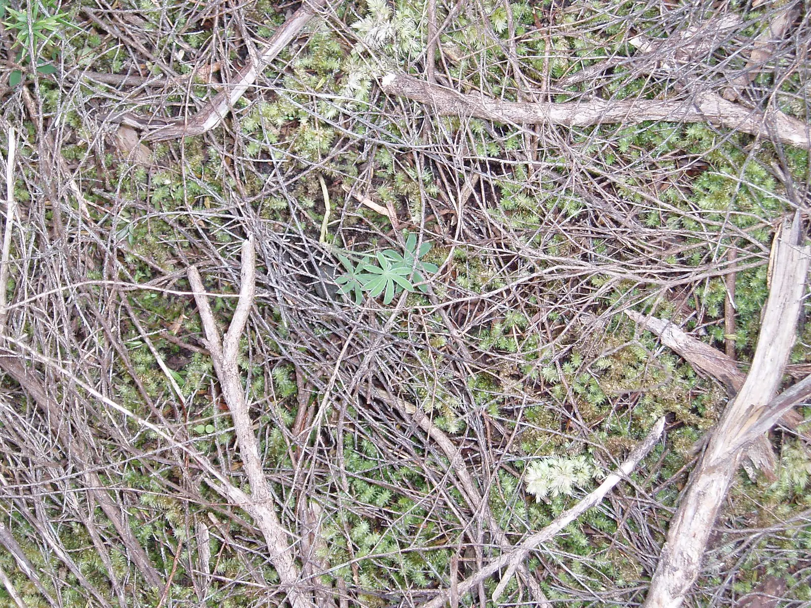 Tree Lupine (Lupinus Arboreus) — It features palmate leaves that are typically made up of 5 to 9 leaflets