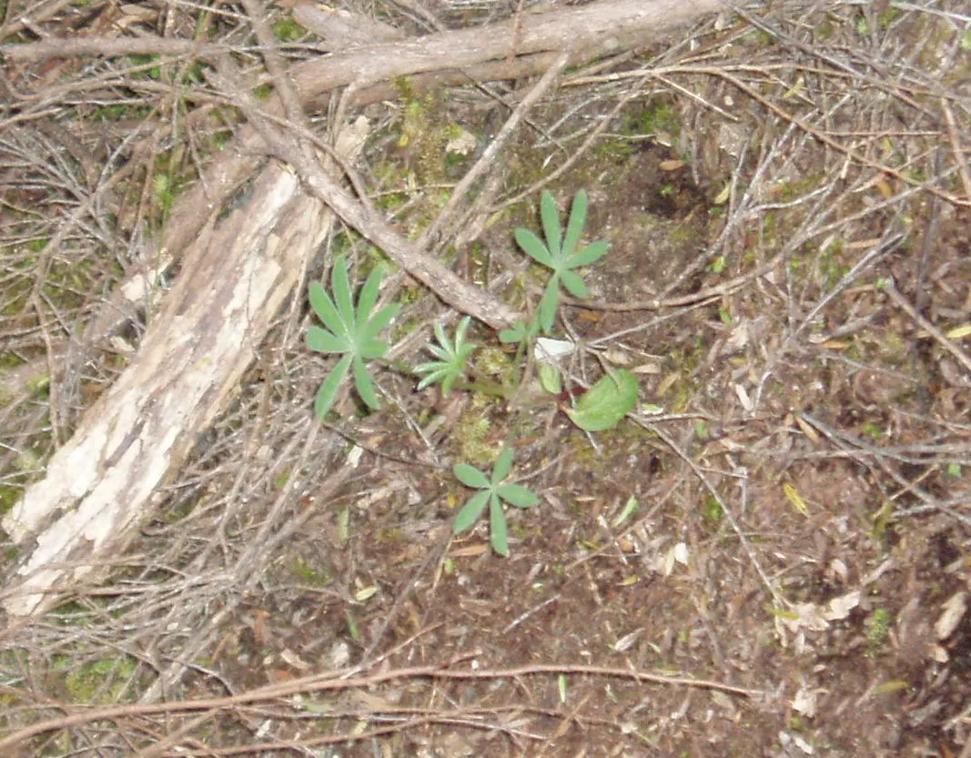 Tree Lupine (Lupinus Arboreus) — Tree Lupine (Lupinus arboreus) - A vigorous evergreen shrub; it exhibits gray-green foliage and spires of yellow to