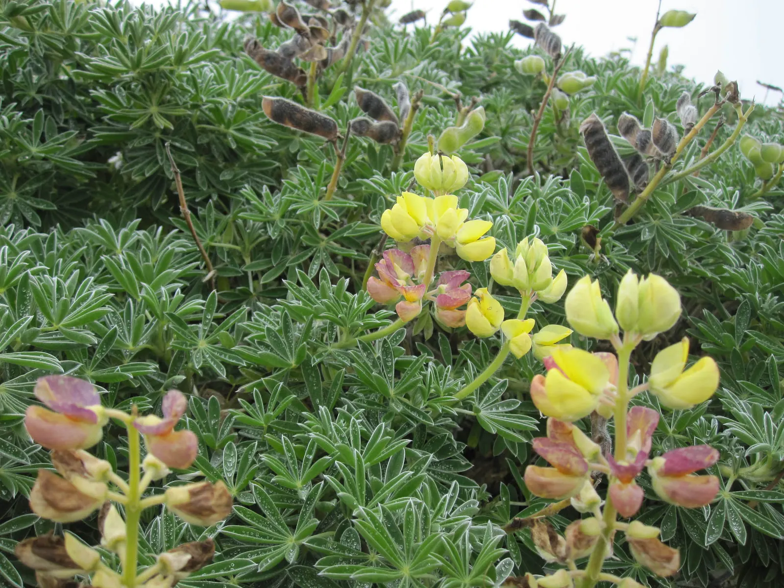 Tree Lupine (Lupinus Arboreus) — It stands out as a dynamic player in landscape designs, blending both aesthetic appeal and ecological benefits