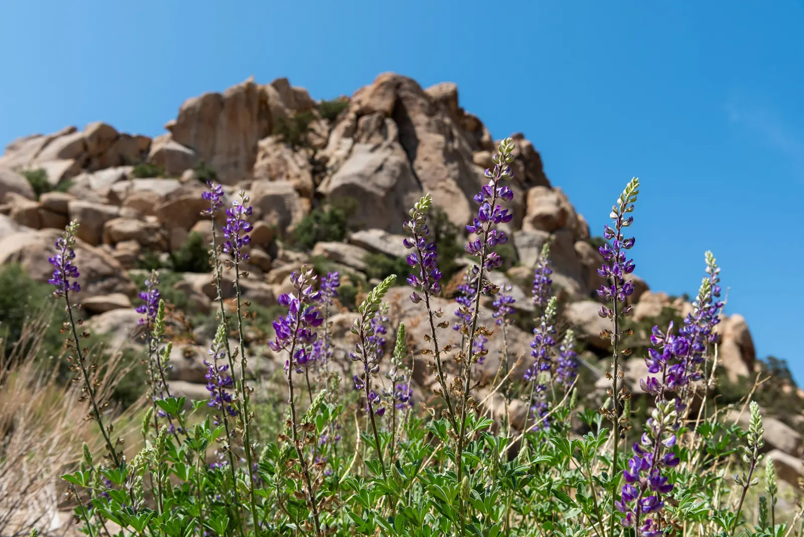 Tree Lupine (Lupinus Arboreus) — lavender flowers in the garden
