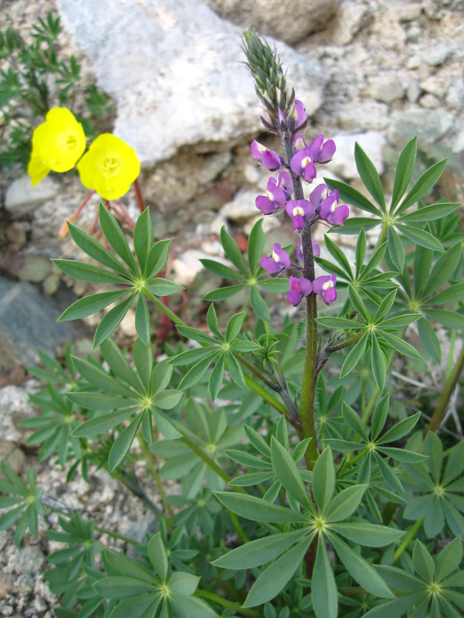 Tree Lupine (Lupinus Arboreus) — Tree Lupine (Lupinus arboreus) is a captivating perennial shrub, native to the coastal regions of California