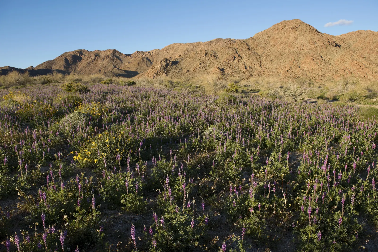 Tree Lupine (Lupinus Arboreus) — as well as its potential to self-seed prolifically