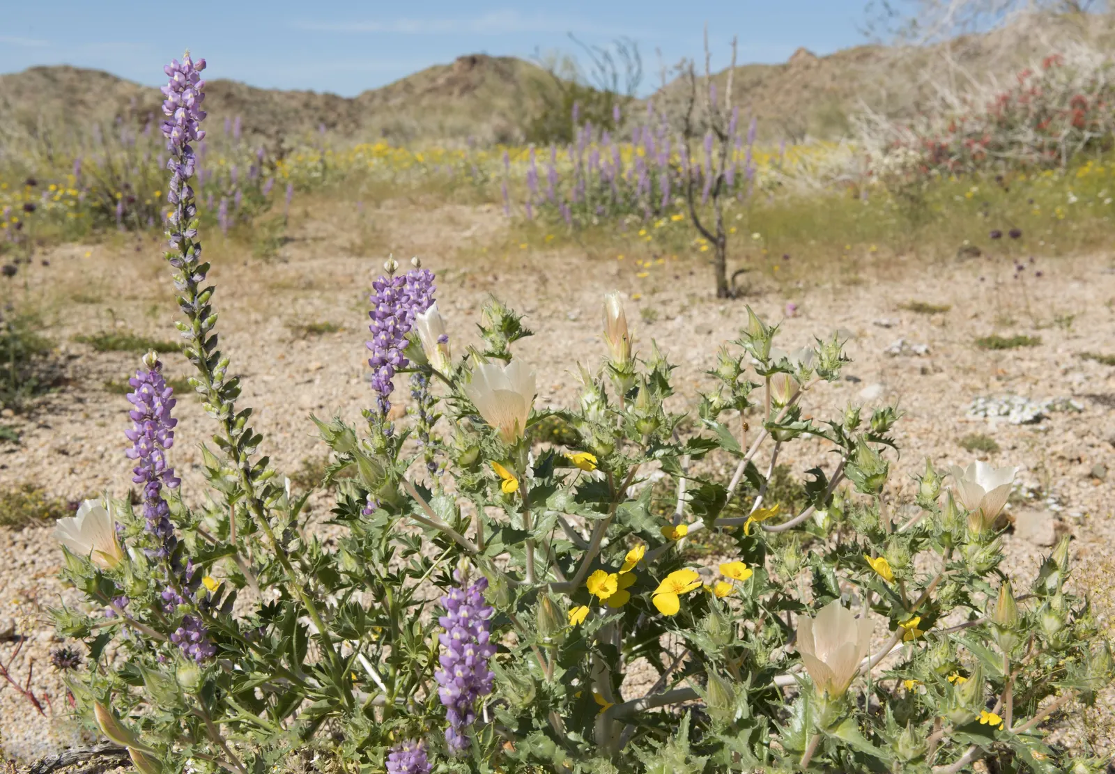 Tree Lupine (Lupinus Arboreus) — It features palmate leaves that are typically made up of 5 to 9 leaflets; consider its growth habit and space, image 69