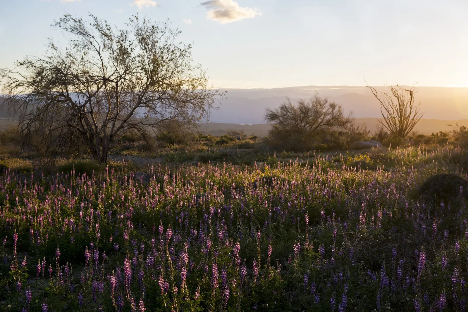 Tree Lupine (Lupinus Arboreus) — It exhibits gray-green foliage and spires of yellow to blue-purple flowers in spring and summer