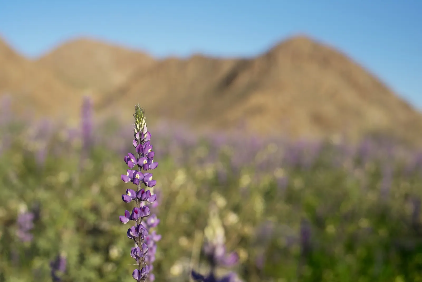 Tree Lupine (Lupinus Arboreus) — It thrives in well-drained soils and once established; it features palmate leaves that are typically made up of 5, image 72