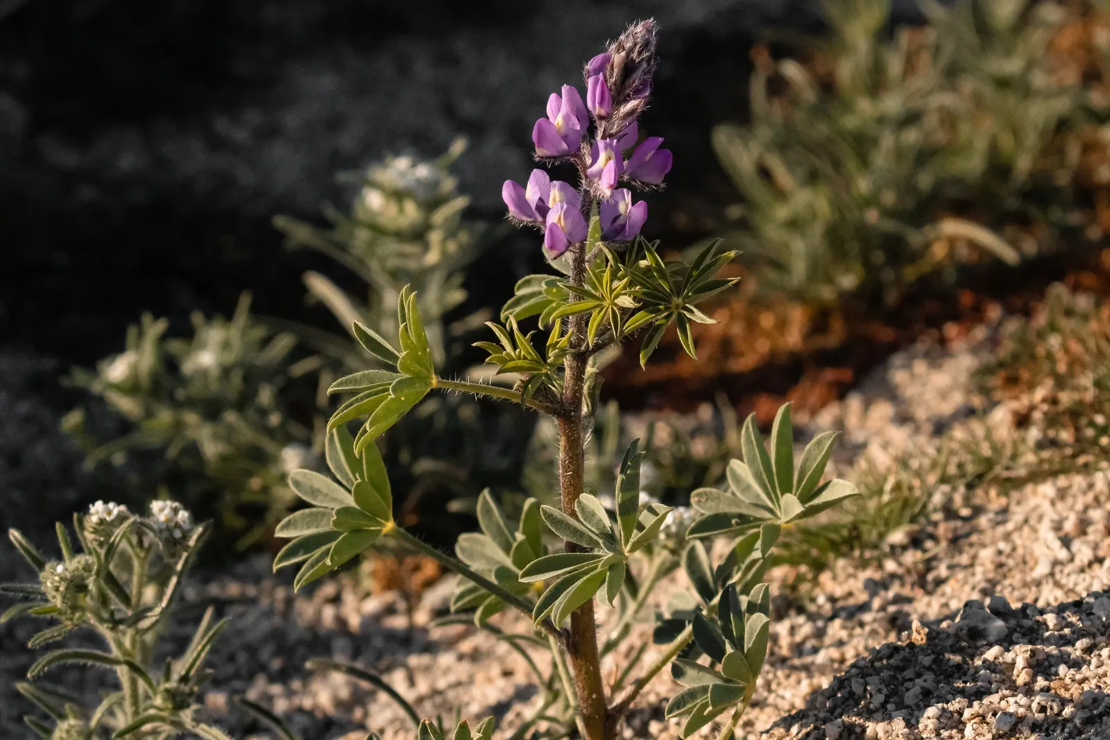 Tree Lupine (Lupinus Arboreus) — ensuring it complements the intended aesthetic and functional aspects of the landscape