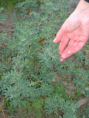 Tree Lupine (Lupinus Arboreus) — ensuring it complements the intended aesthetic and functional aspects of the landscape; flourishing in USDA zones 7-10