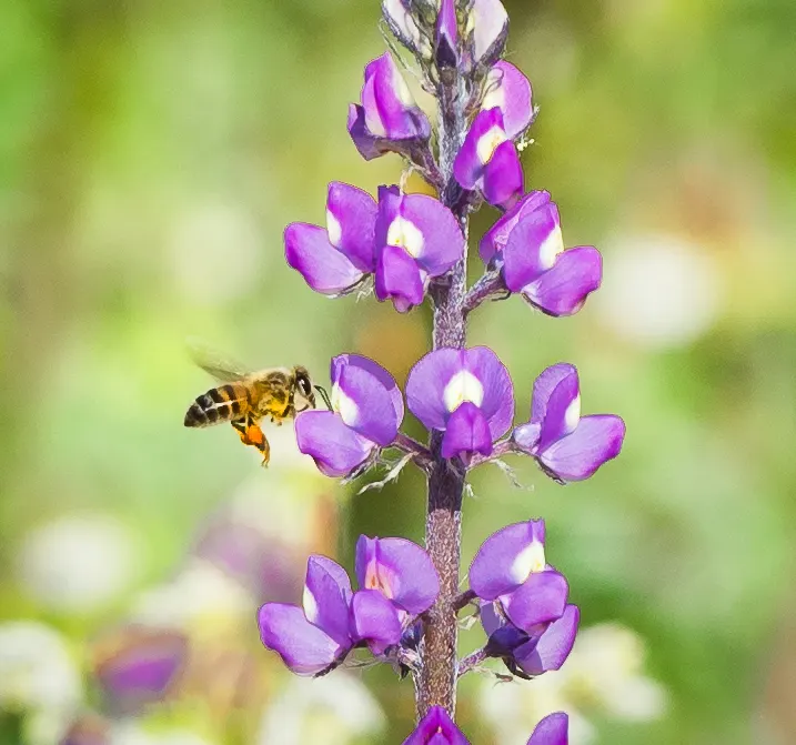 Tree Lupine (Lupinus Arboreus) — Regular maintenance and pruning can manage its spread and shape