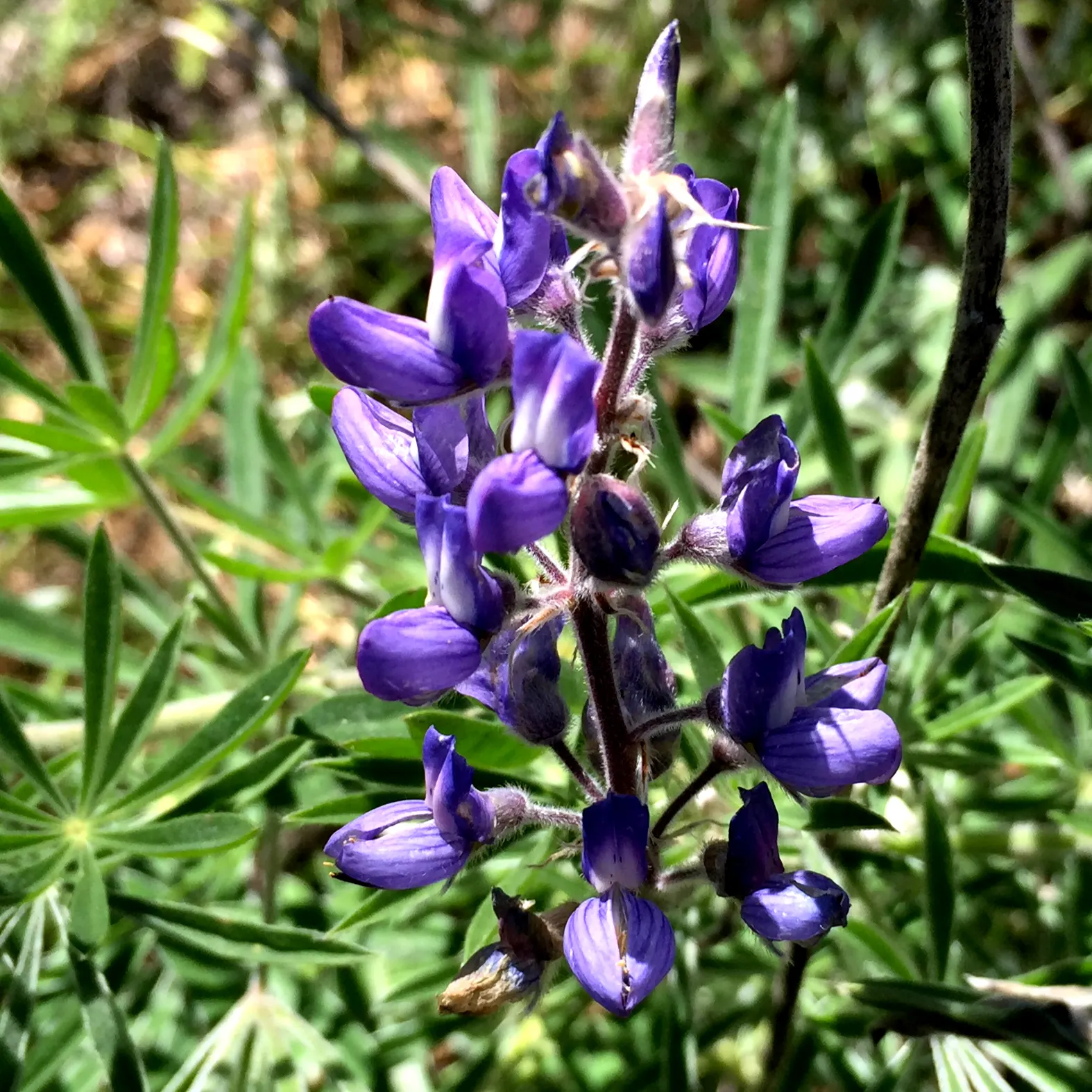 Tree Lupine (Lupinus Arboreus) — Tree Lupine (Lupinus arboreus) - A vigorous evergreen shrub; it exhibits gray-green foliage and spires of yellow to, image 55