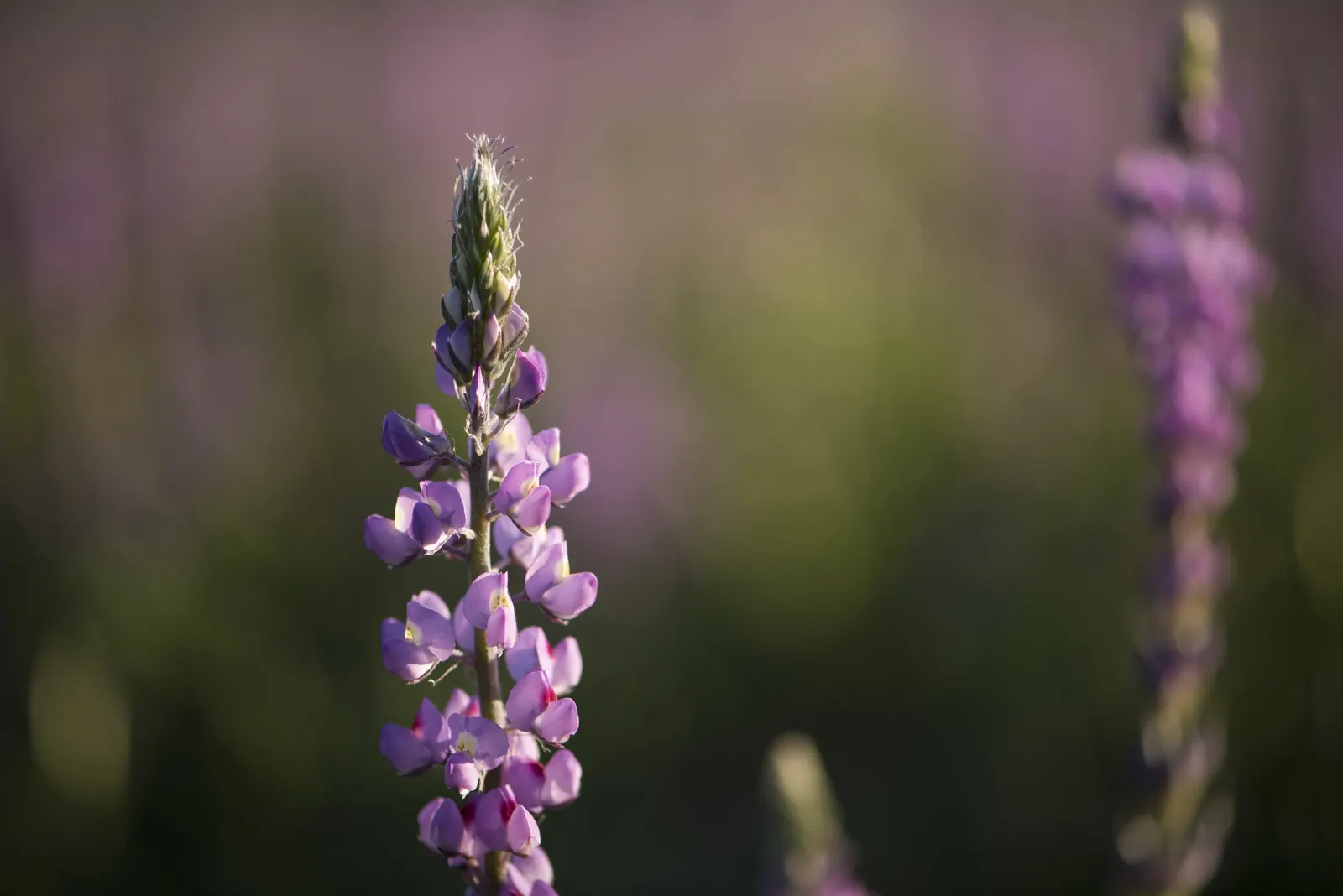 Tree Lupine (Lupinus Arboreus) — Its rapid growth and nitrogen-fixing ability enrich soils, but beware of its invasiveness in certain regions