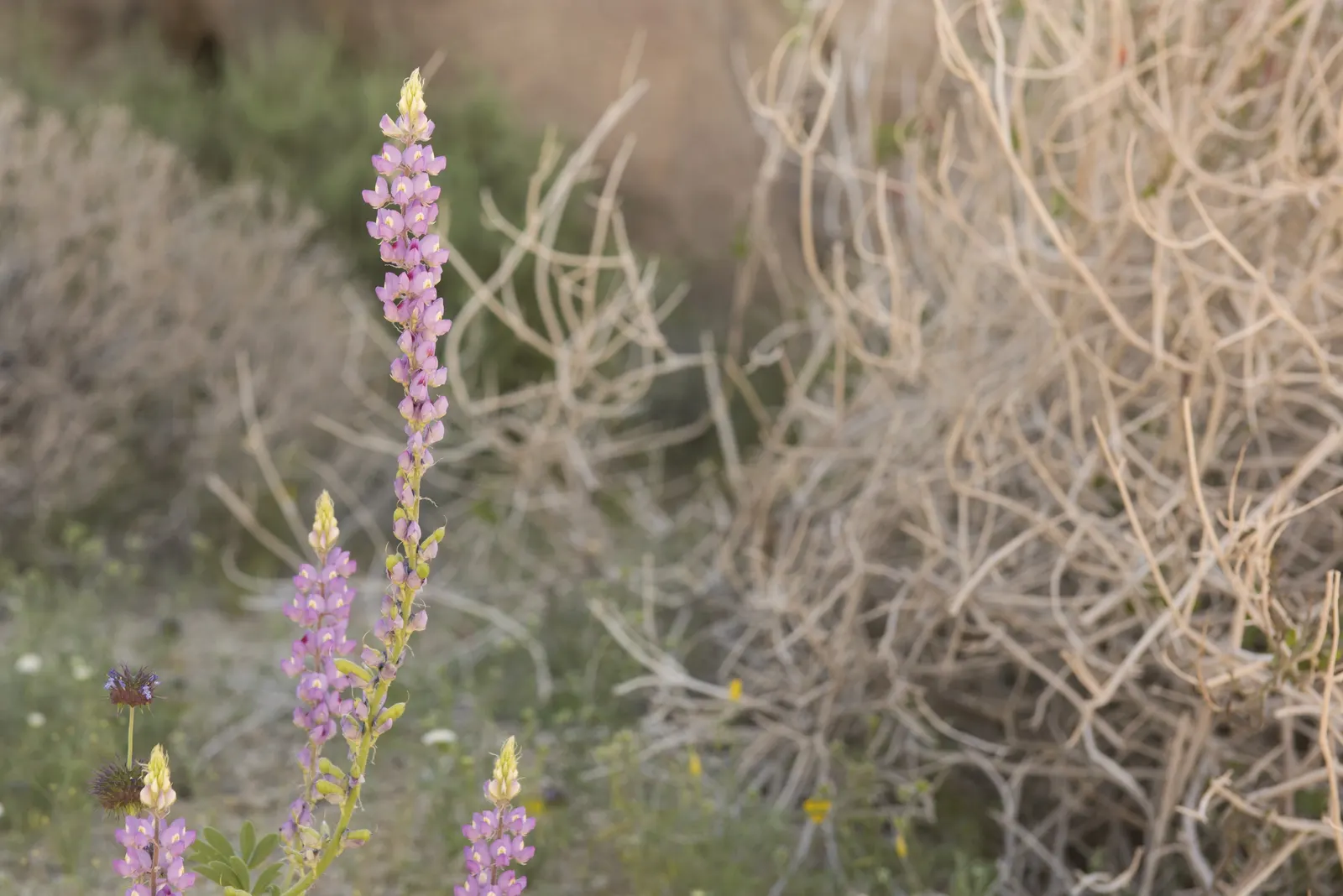 Tree Lupine (Lupinus Arboreus) — Tree Lupine (Lupinus arboreus) is a captivating perennial shrub, native to the coastal regions of California, image 62