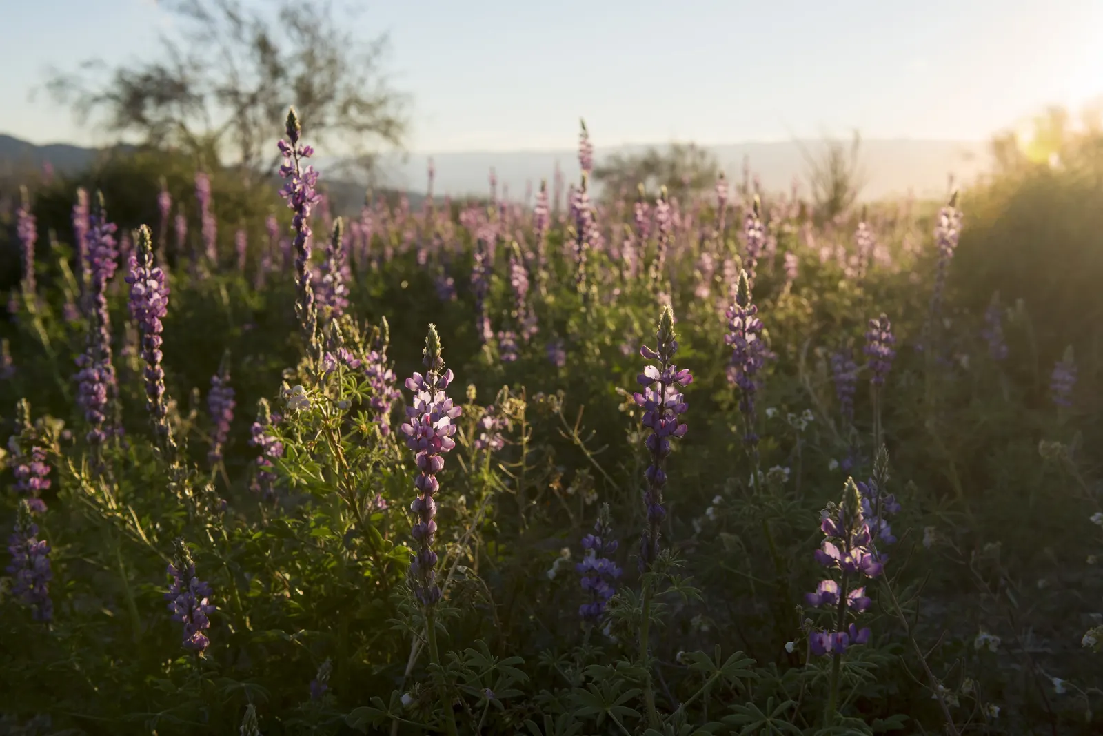 Tree Lupine (Lupinus Arboreus) — It features palmate leaves that are typically made up of 5 to 9 leaflets; consider its growth habit and space requirements