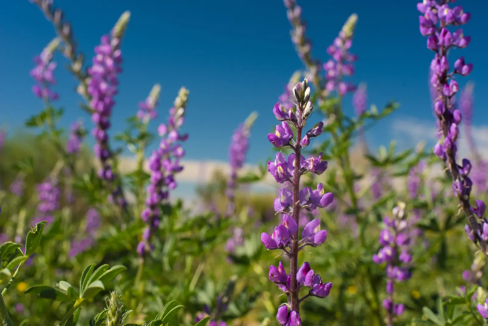 Tree Lupine (Lupinus Arboreus) — Prefers full sun and well-drained soils, image 32