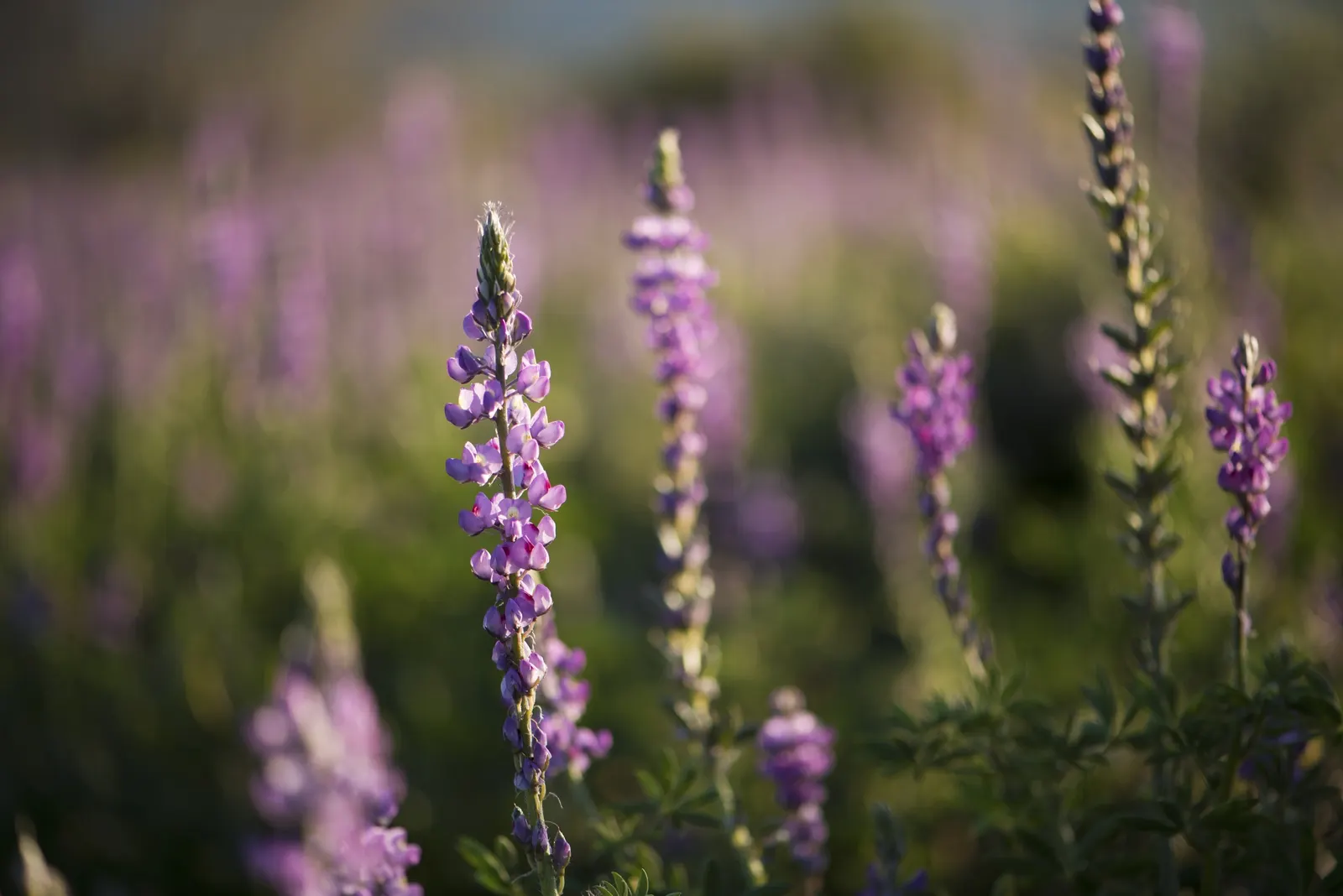 Tree Lupine (Lupinus Arboreus) — consider its growth habit and space requirements; it stands out as a dynamic player in landscape designs, blending, image 75