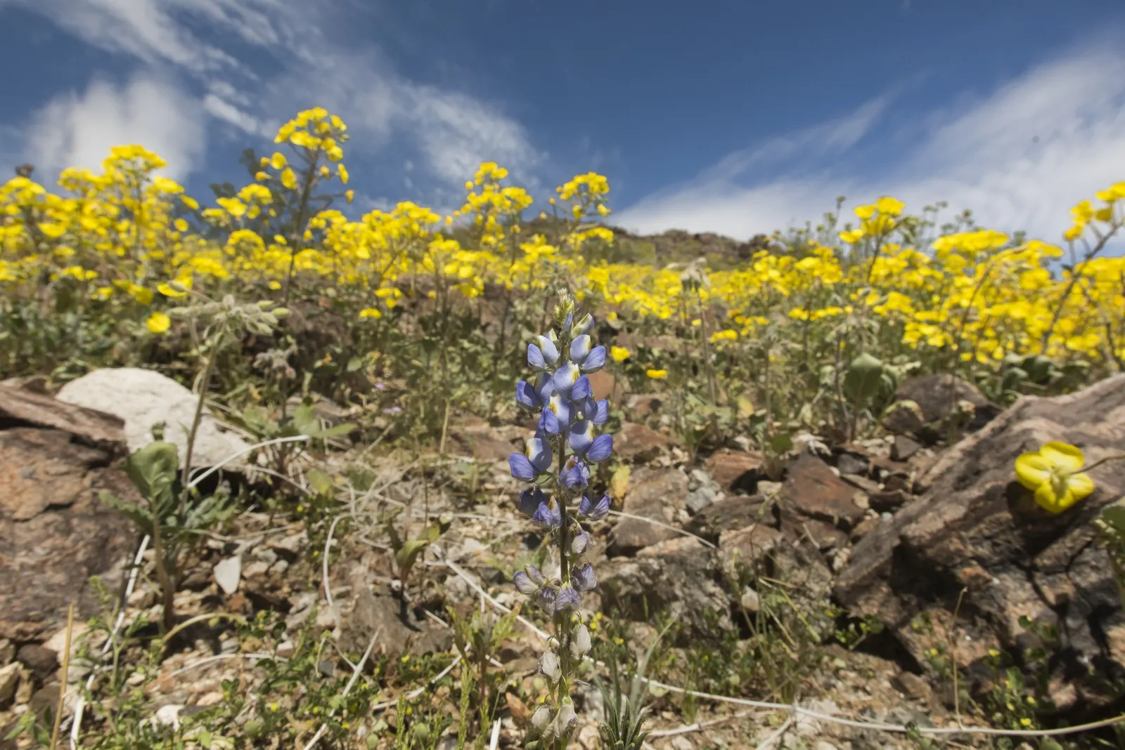 Tree Lupine (Lupinus Arboreus) — radiating outwards in a circular pattern; tree Lupine (Lupinus arboreus) - A vigorous evergreen shrub