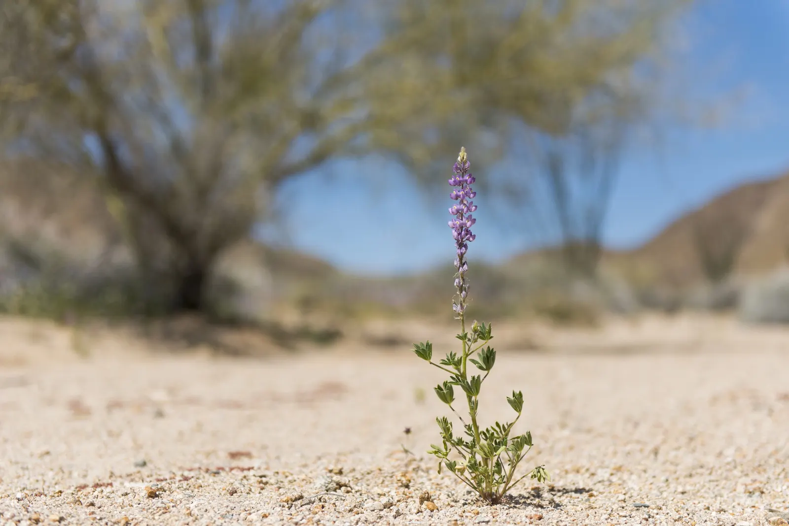 Tree Lupine (Lupinus Arboreus) — including bees and butterflies; ideal for coastal settings and erosion control