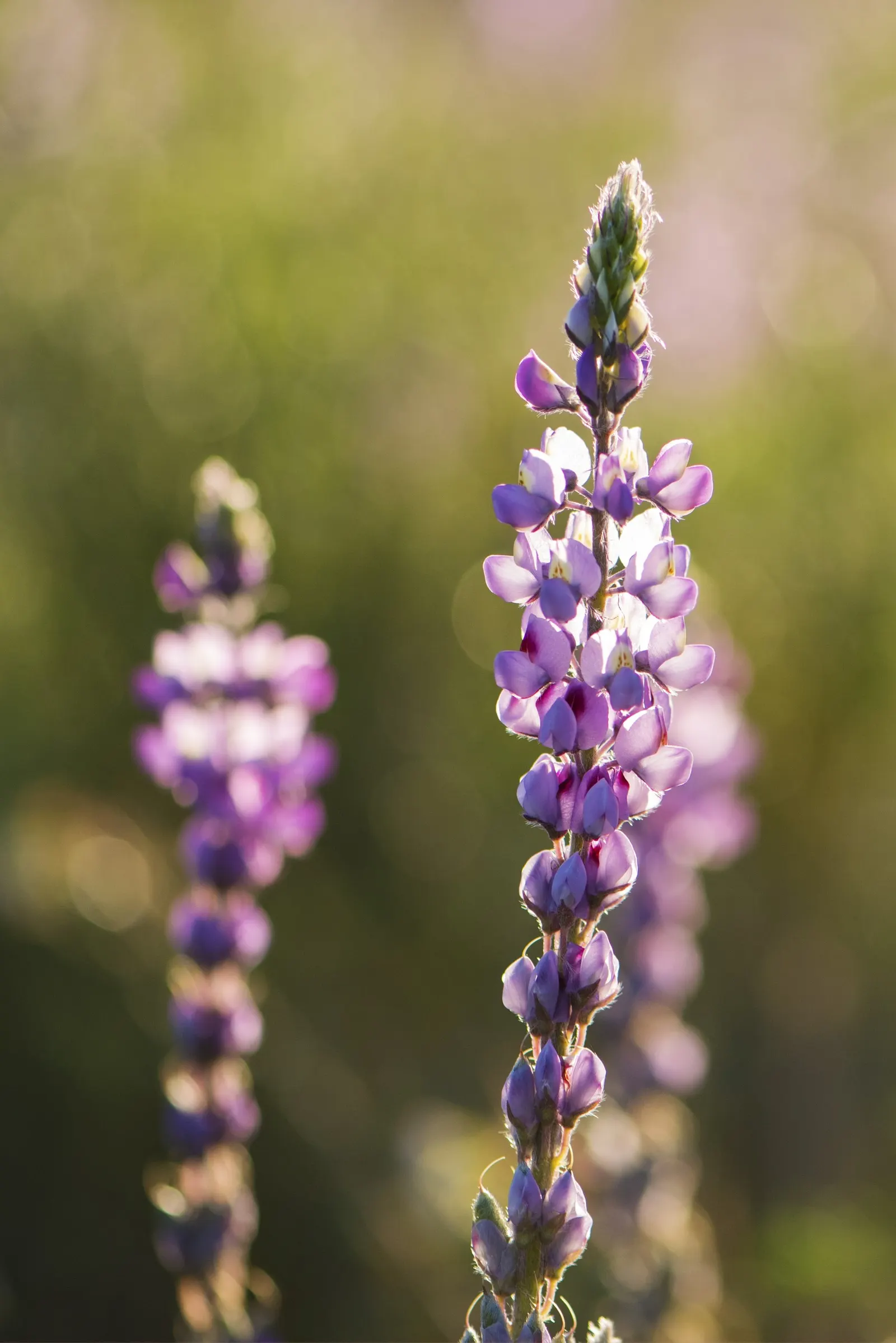 Tree Lupine (Lupinus Arboreus) — thus supporting local biodiversity
