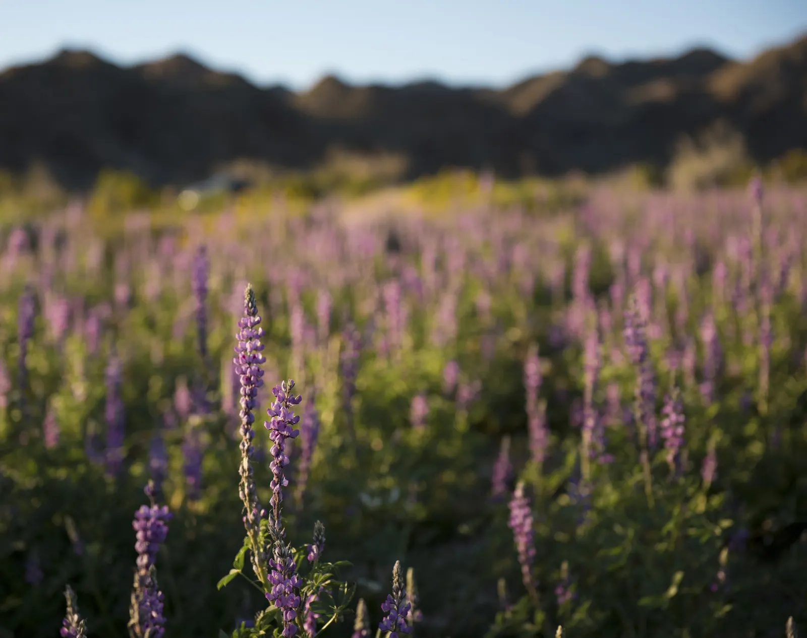 Tree Lupine (Lupinus Arboreus) — including bees and butterflies; ideal for coastal settings and erosion control, image 67