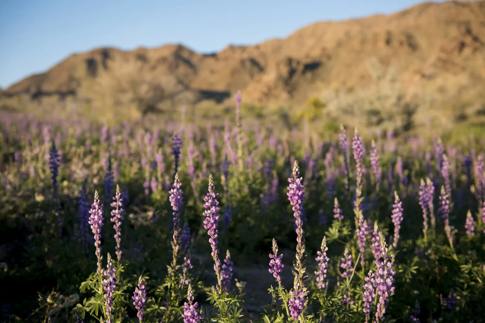 Tree Lupine (Lupinus Arboreus) — It stands out as a dynamic player in landscape designs, blending both aesthetic appeal and ecological benefits; its rapid