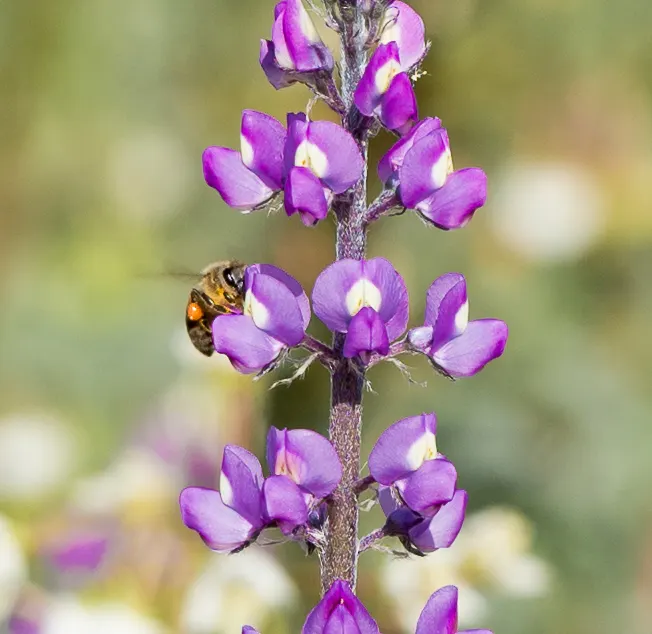 Tree Lupine (Lupinus Arboreus) — including bees and butterflies