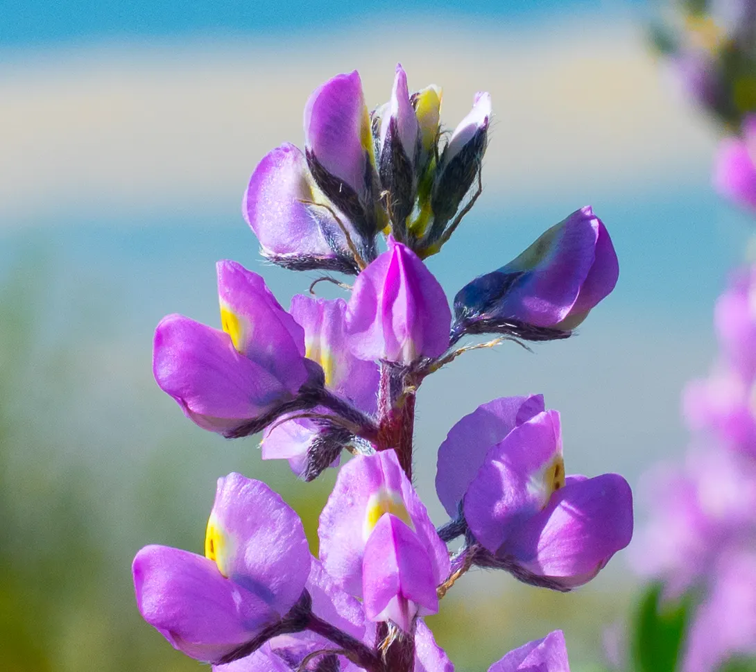 Tree Lupine (Lupinus Arboreus) — When placing this shrub in a landscape, full sun exposure is preferred; tree Lupine (Lupinus arboreus) is a, image 71