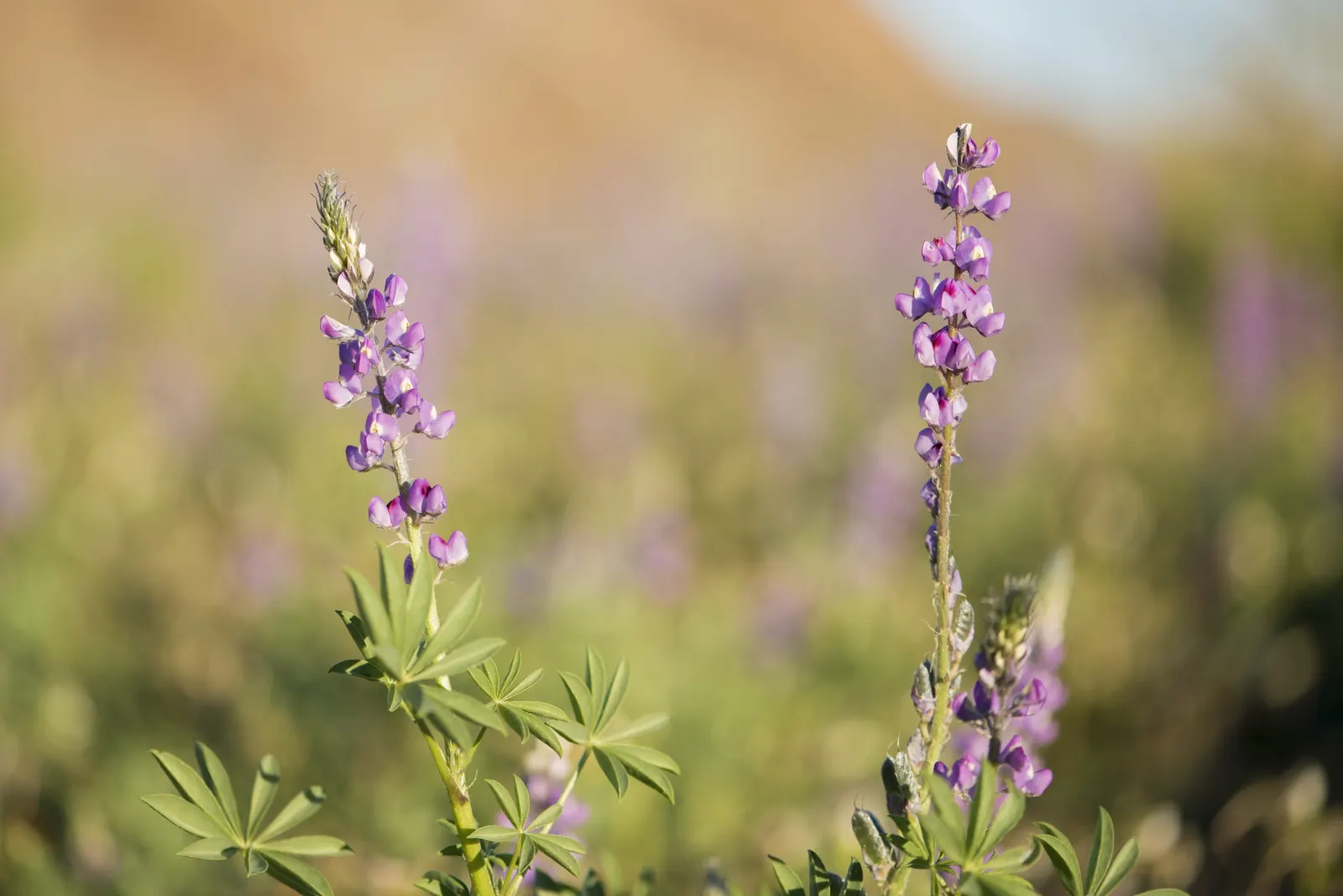 Tree Lupine (Lupinus Arboreus) — reaching up to 7 feet tall and wide; which bloom predominantly in late spring through early summer