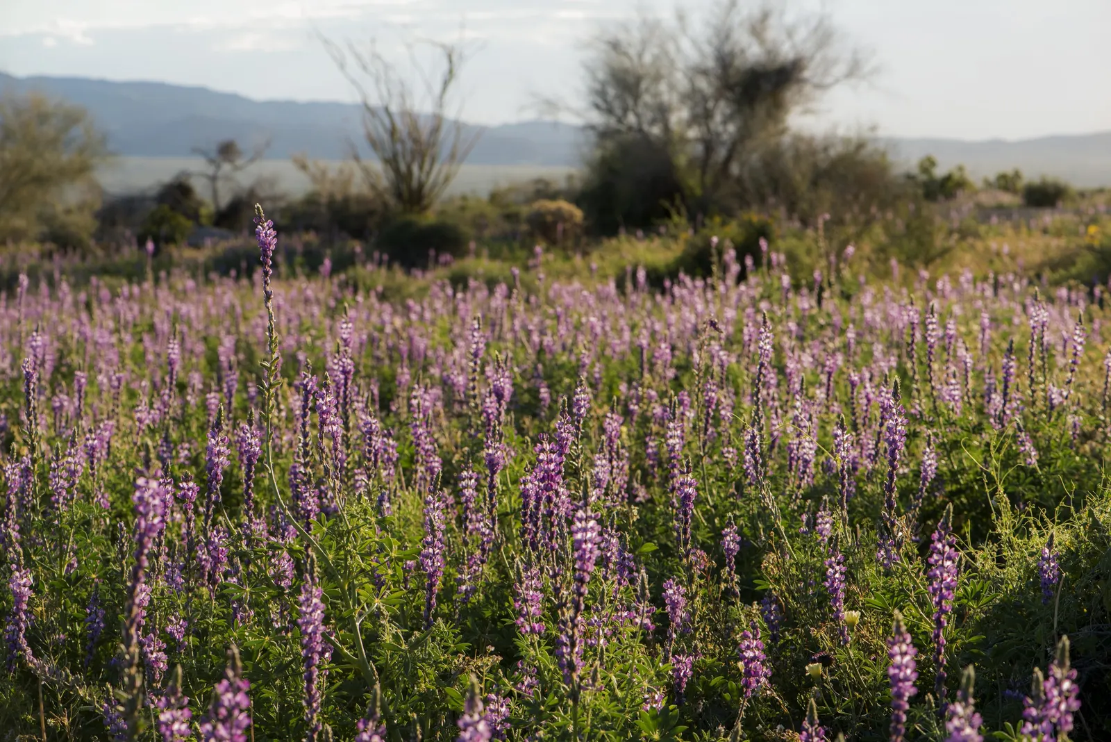 Tree Lupine (Lupinus Arboreus) — Prefers full sun and well-drained soils, image 59