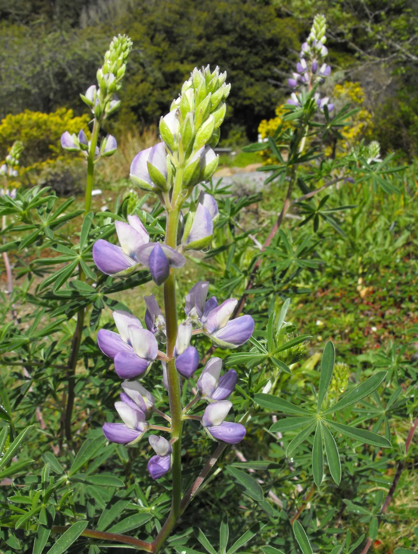 Tree Lupine (Lupinus Arboreus) — as well as its potential to self-seed prolifically; radiating outwards in a circular pattern