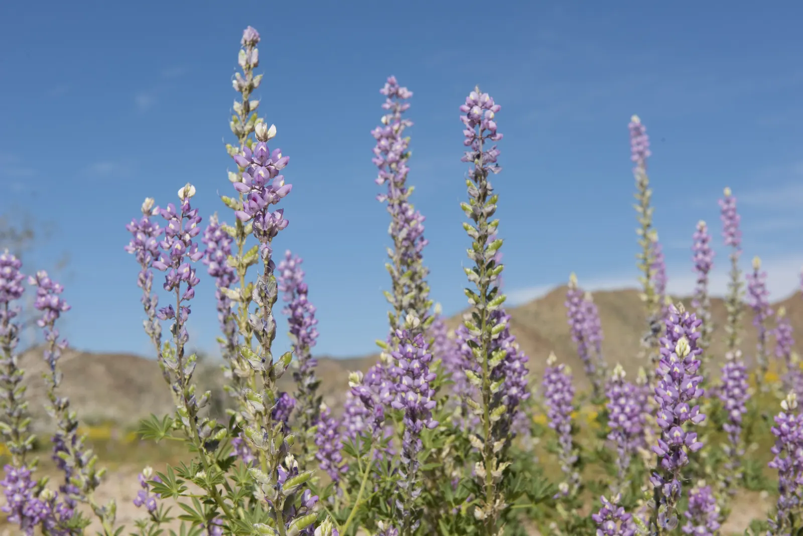Tree Lupine (Lupinus Arboreus) — ensuring it complements the intended aesthetic and functional aspects of the landscape; flourishing in USDA zones, image 78