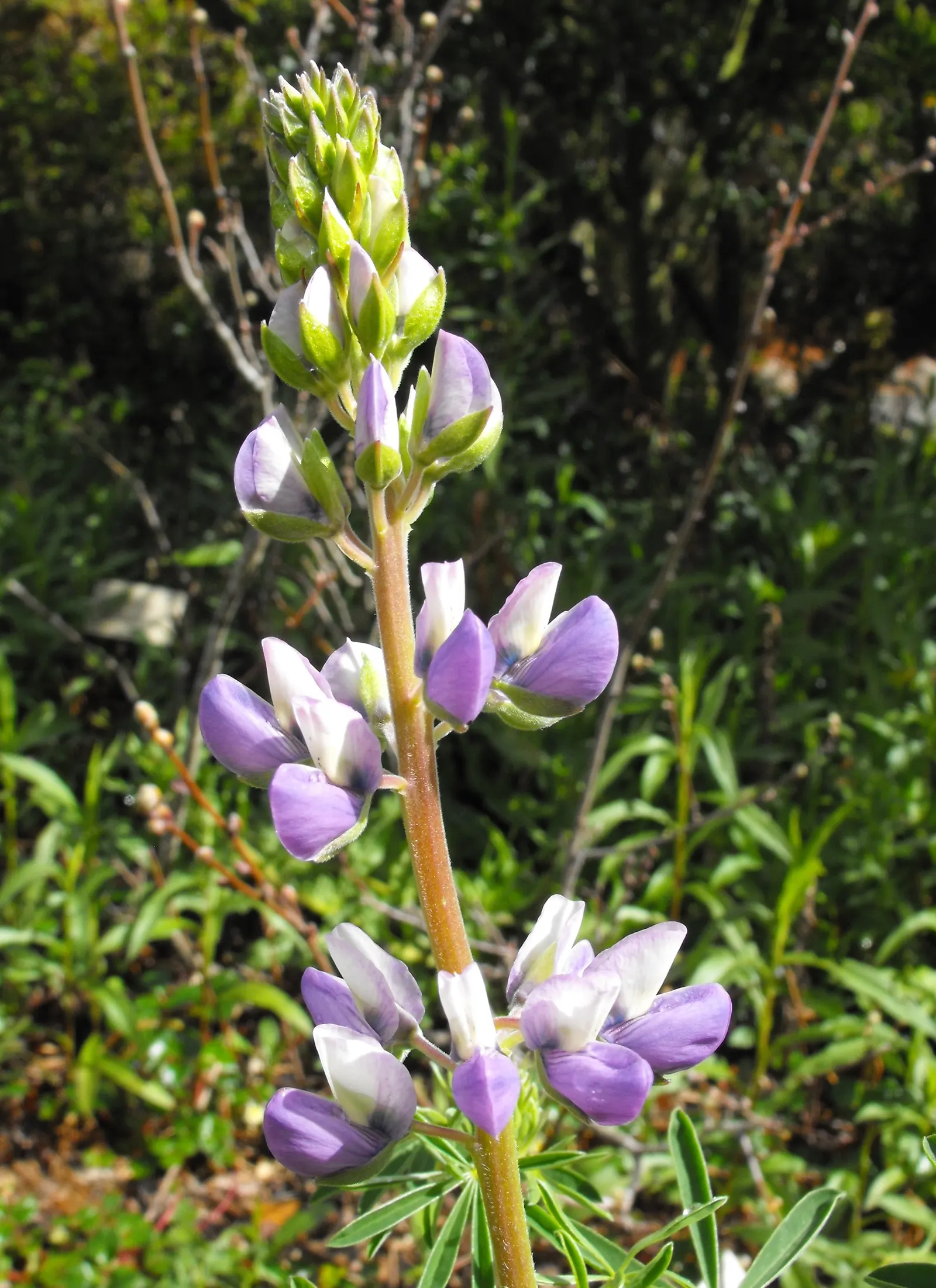 Tree Lupine (Lupinus Arboreus) — The Tree Lupine can reach a height of 5 to 8 feet and spread out 4 to 6 feet; including bees and butterflies