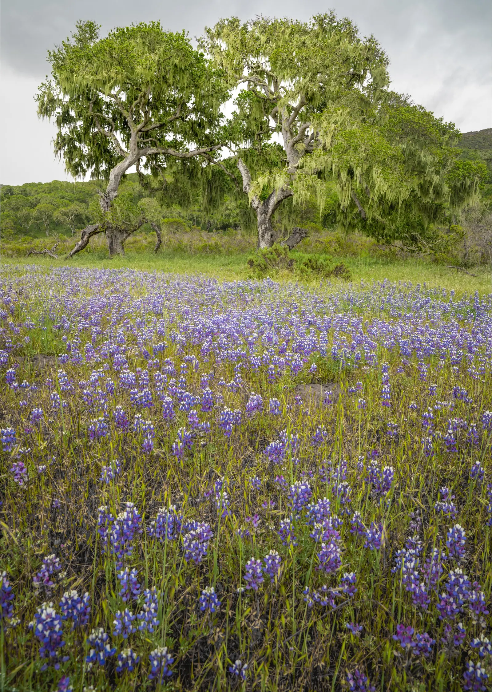 Tree Lupine (Lupinus Arboreus) — flourishing in USDA zones 7-10; it thrives in well-drained soils and once established, image 57