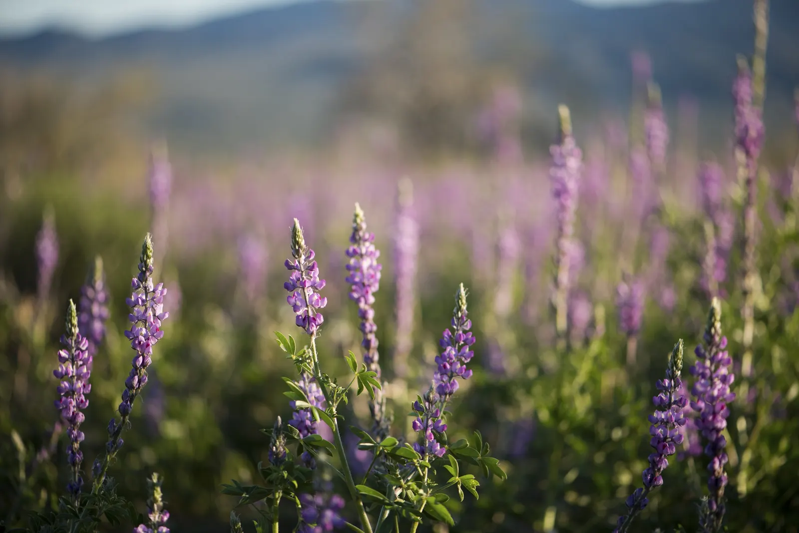 Tree Lupine (Lupinus Arboreus) — aligning well with water conservation practices.<br><br>When integrating the Tree Lupine into a garden design; reaching up to
