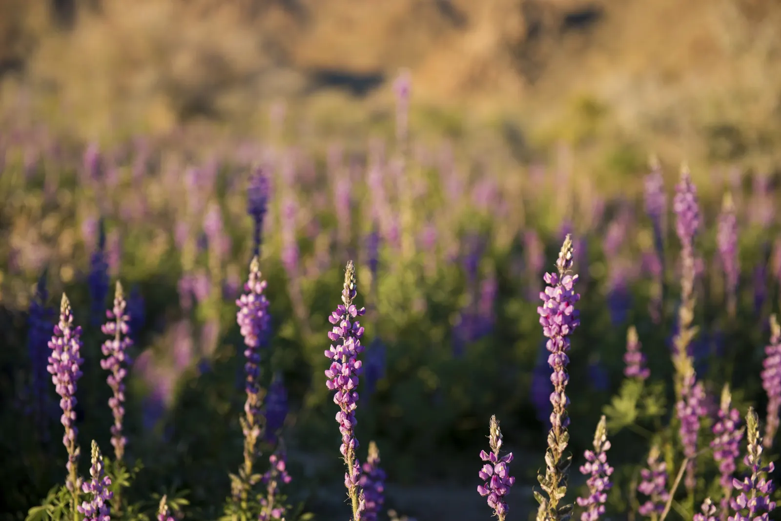 Tree Lupine (Lupinus Arboreus) — perennial / shrub for full; ensuring it complements the intended aesthetic and functional aspects of the landscape