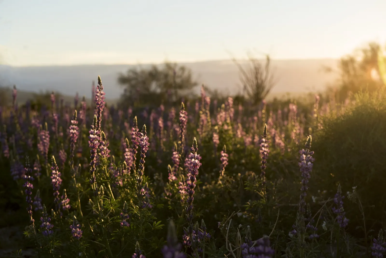 Tree Lupine (Lupinus Arboreus) — When placing this shrub in a landscape, full sun exposure is preferred