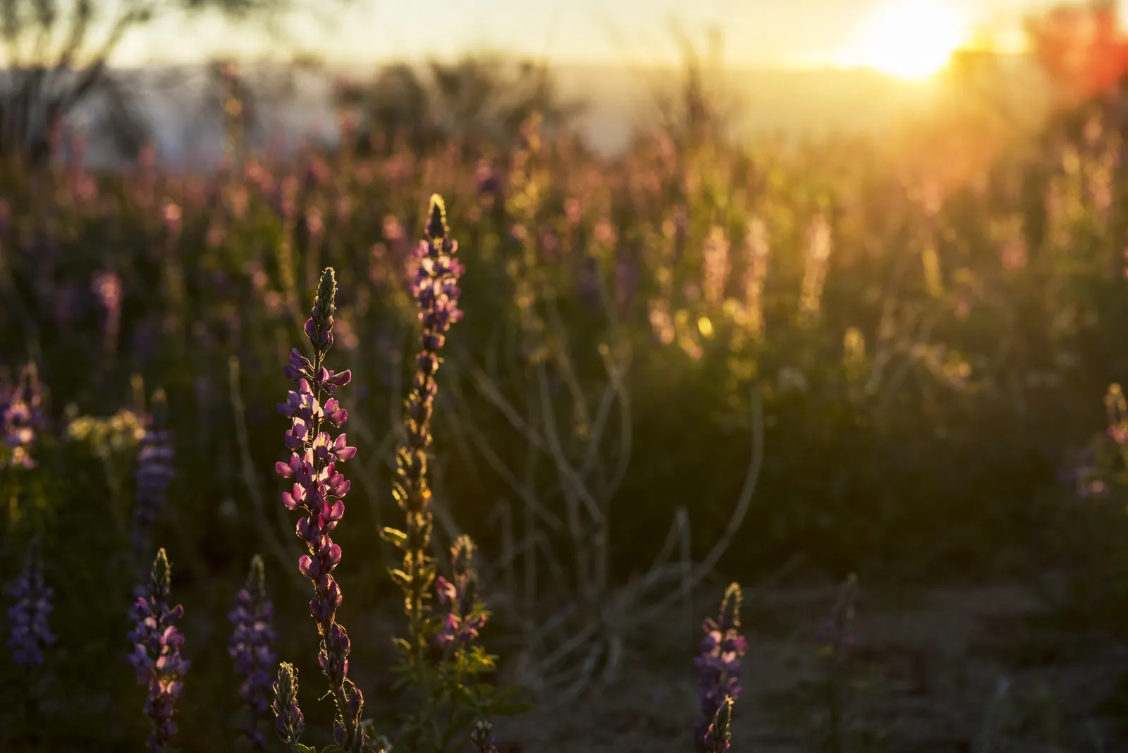 Tree Lupine (Lupinus Arboreus) — It thrives in well-drained soils and once established