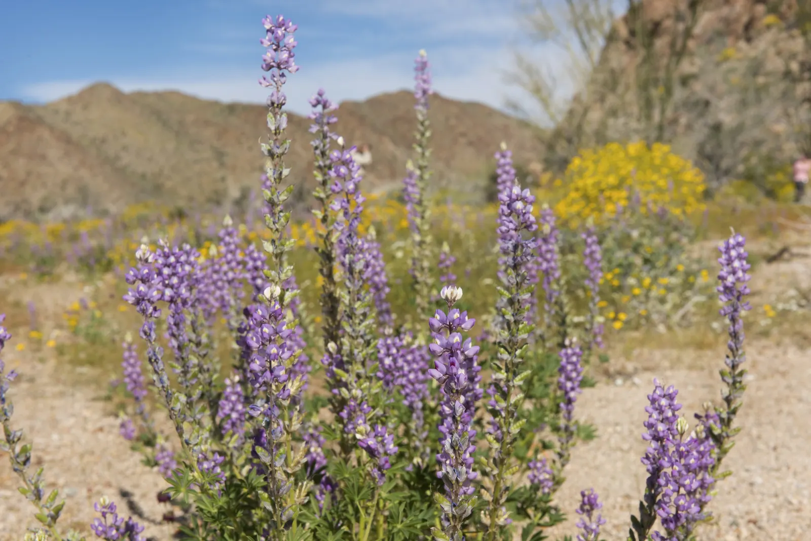 Tree Lupine (Lupinus Arboreus) — Ideal for coastal settings and erosion control
