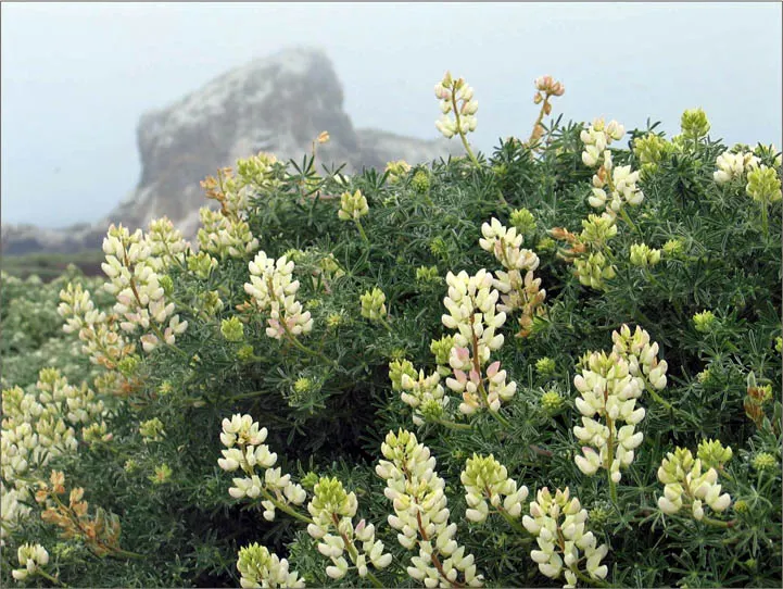 Tree Lupine (Lupinus Arboreus) — Ideal for coastal settings and erosion control; exhibits considerable drought tolerance, image 61