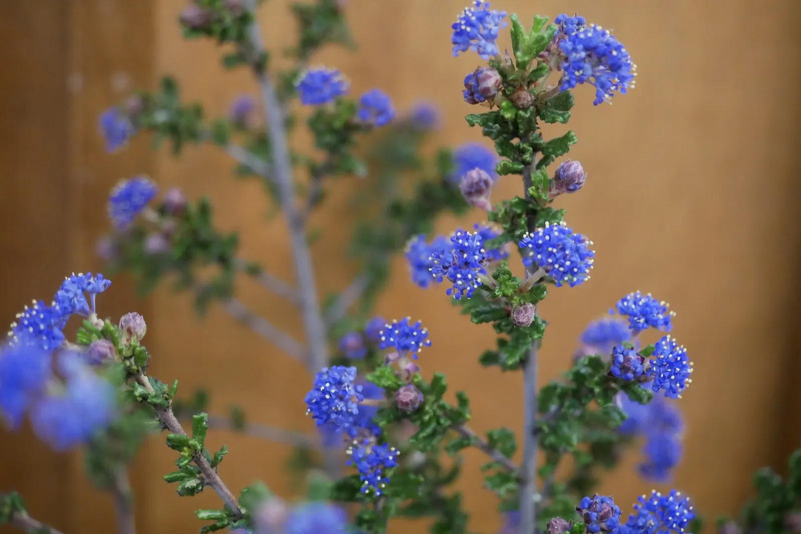 Sandscrub Ceanothus (Ceanothus Dentatus) — Sandscrub Ceanothus (Ceanothus dentatus) is an evergreen shrub native to coastal California