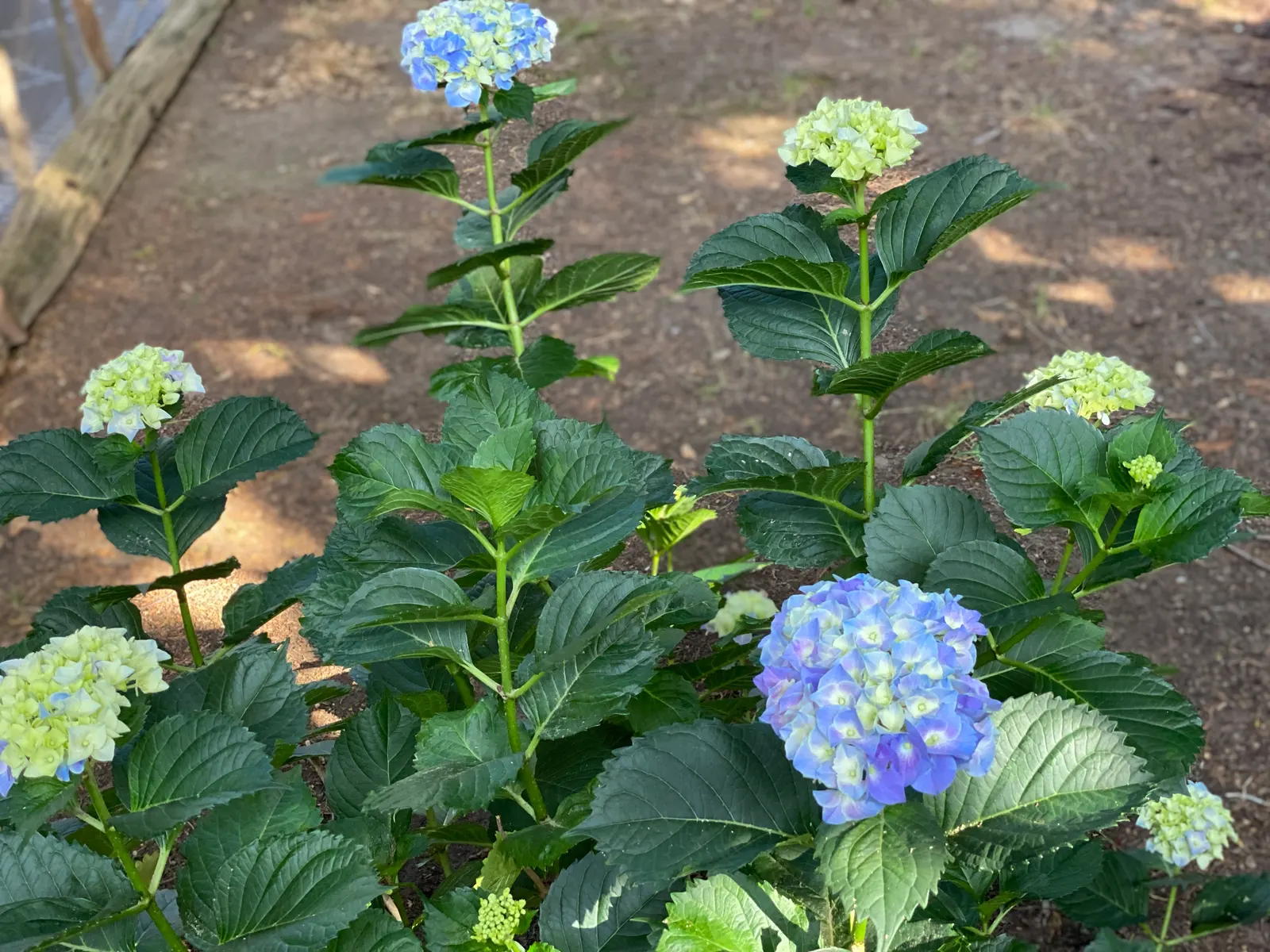 Bloomstruck Hydrangea (Hydrangea Macrophylla 'Bloomstruck') — This robust variety reaches 3-4 ft in height and width, with a bloom period from late spring
