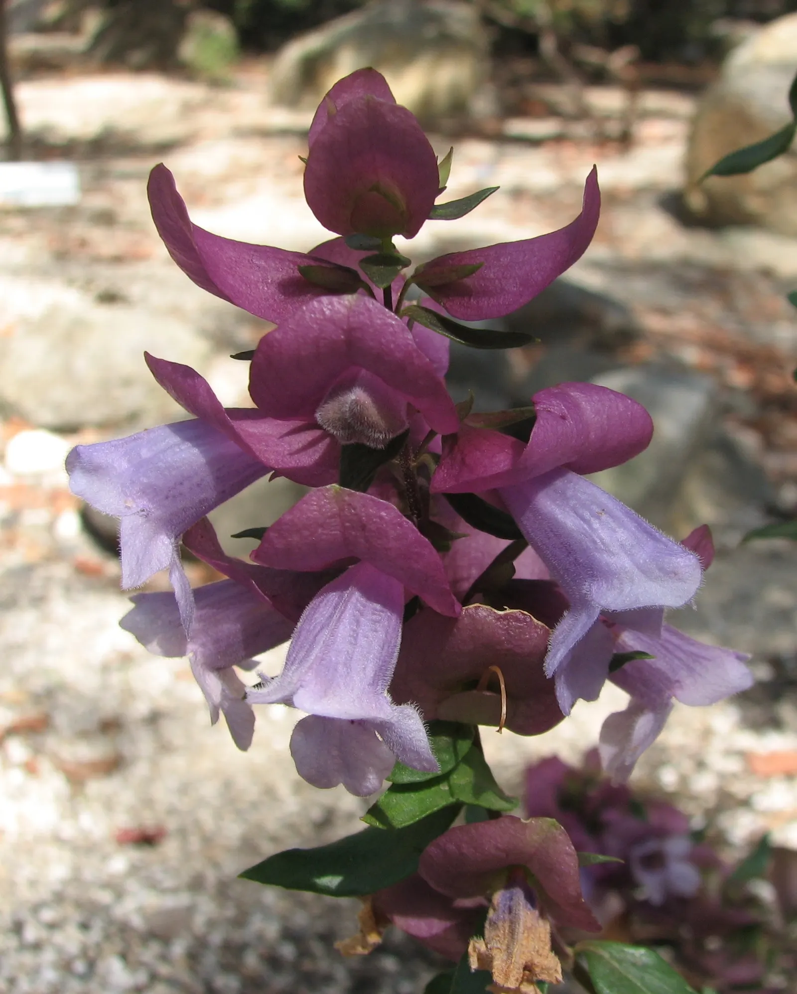 Magnificient Mint Bush (Prostanthera Magnifica) — The Magnificent Mint Bush (Prostanthera magnifica) is an exquisite addition to any ornamental garden