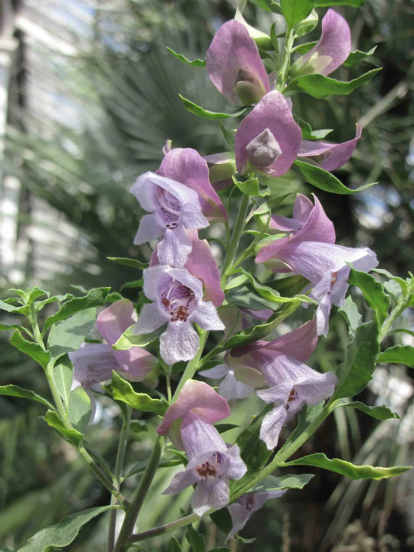 Magnificient Mint Bush (Prostanthera Magnifica) — This native Australian shrub