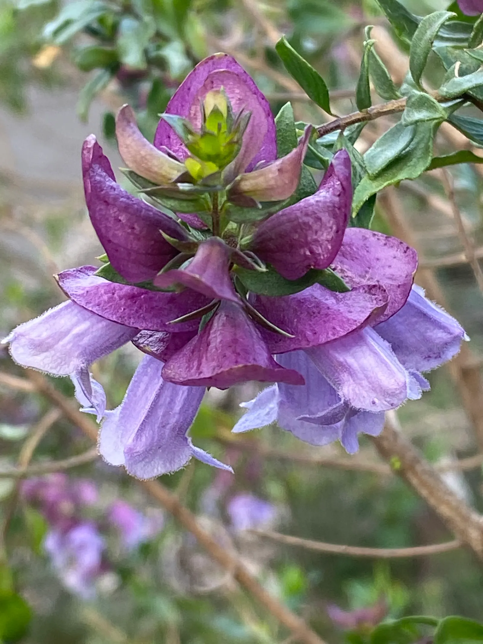 Magnificient Mint Bush (Prostanthera Magnifica) — offering vibrant hues and aromatic foliage