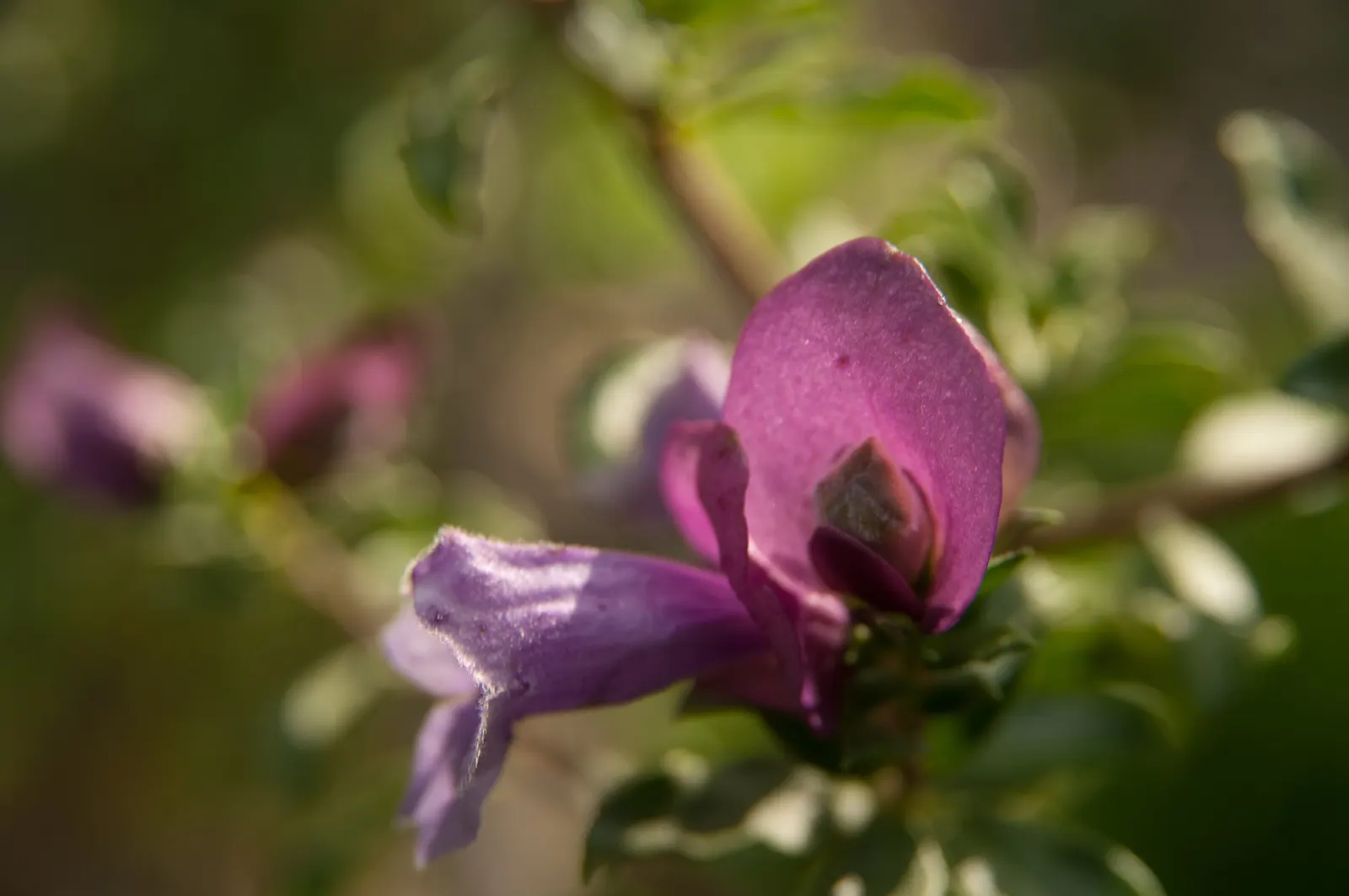 Magnificient Mint Bush (Prostanthera Magnifica) — Ideal for adding color and fragrance to mixed borders and sensory gardens