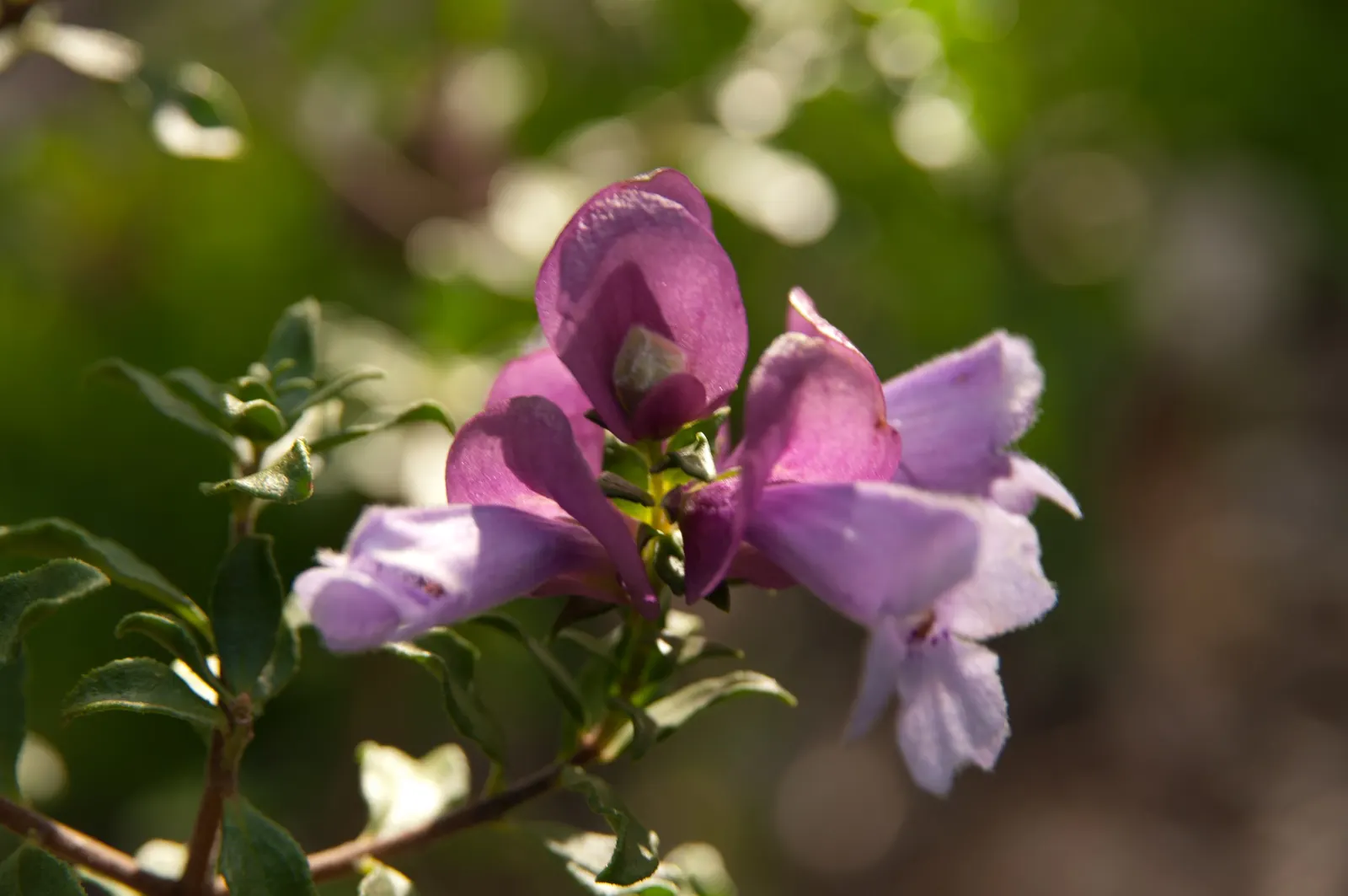 Magnificient Mint Bush (Prostanthera Magnifica) — Prune after flowering to maintain shape