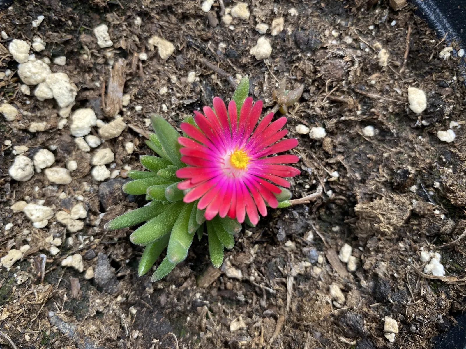 Jewel Of Desert Garnet (Delosperma 'Jewel Of Desert Garnet') — Delosperma 'Jewel of Desert Garnet' graces gardens with its vivid