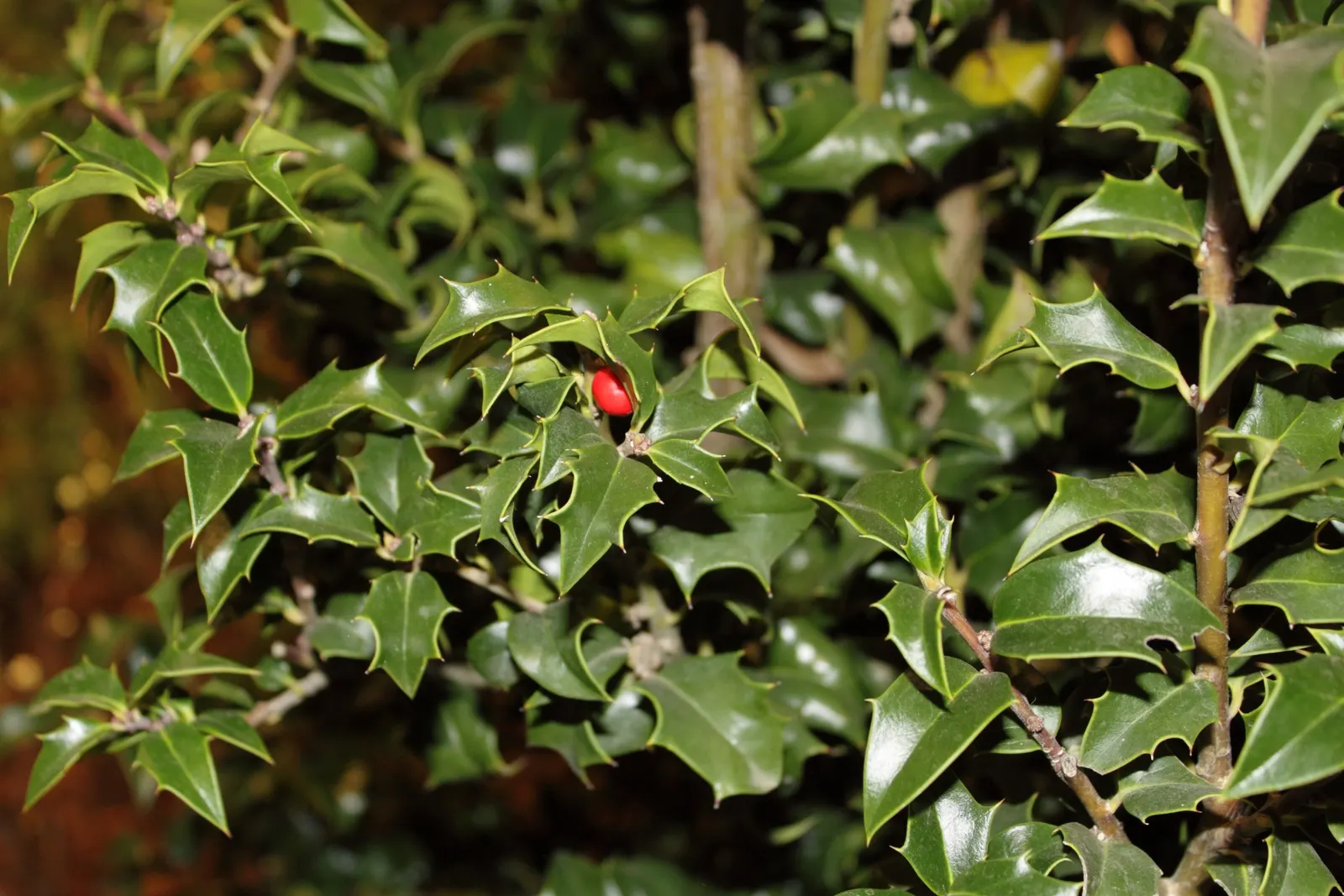 Dragon Lady Holly (Ilex X Aquipernyi 'Meschick') — Dragon Lady Holly (Ilex x aquipernyi 'Meschick') is an elegant