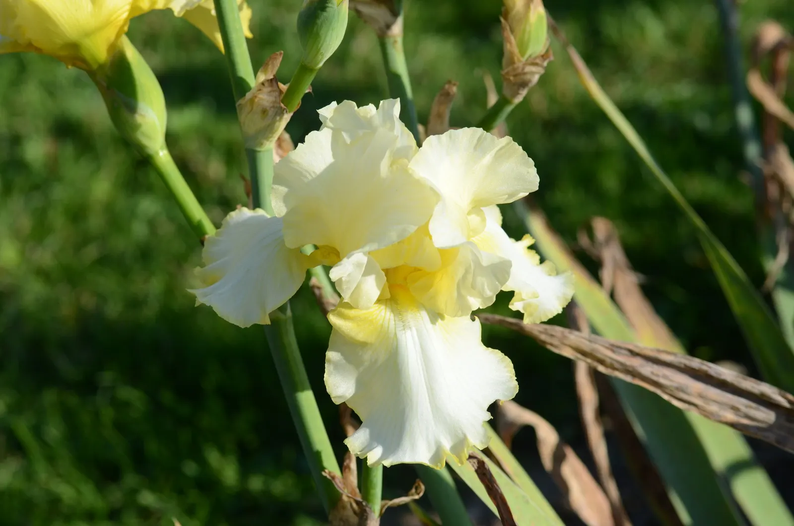 Total Recall Iris (Iris Bearded 'Total Recall') — It reaches 36 inches in height and spreads up to 18 inches