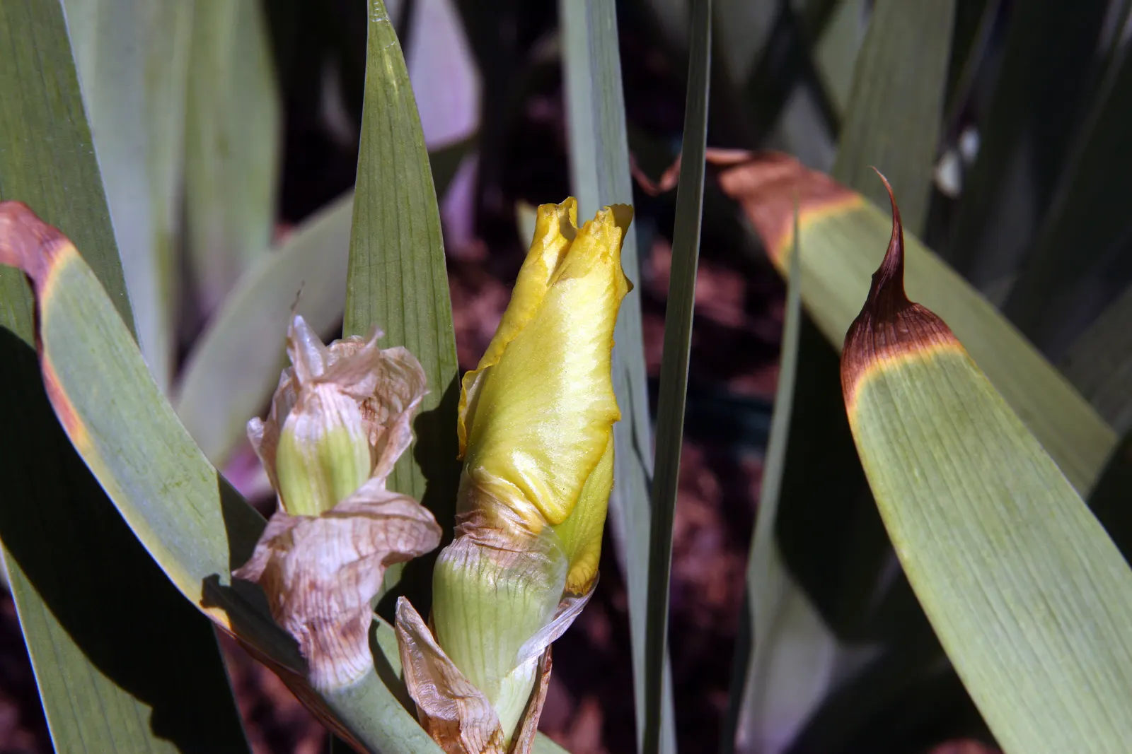 Total Recall Iris (Iris Bearded 'Total Recall') — or Iris bearded 'Total Recall,' is a perennial featuring lush