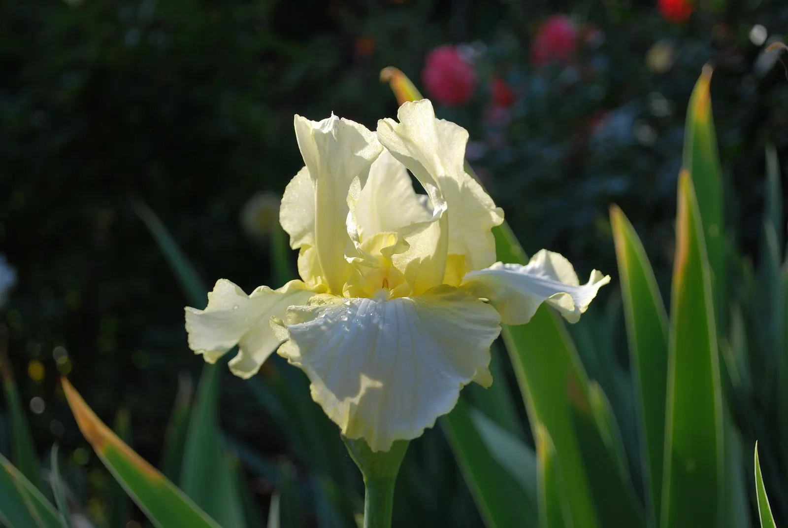Total Recall Iris (Iris Bearded 'Total Recall') — sword-like foliage and bearded flowers with white standards