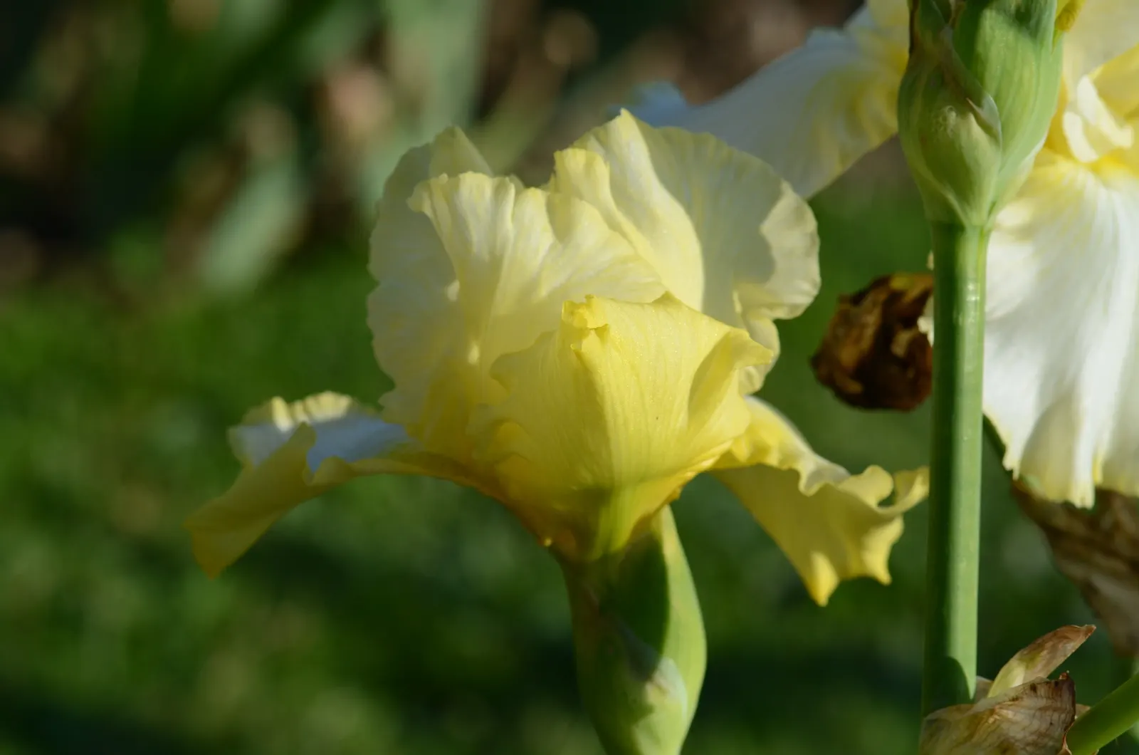 Total Recall Iris (Iris Bearded 'Total Recall') — Blooming in late spring, it may rebloom in summer and fall